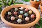 Blossombs Semínková bomba - Dárková dekorace