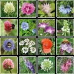 Blossombs Semínková bomba - Dárková dekorace