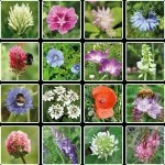 Blossombs Semínková bomba - Dárková dekorace