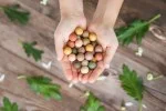 Blossombs Semínková bomba - Dárková dekorace 