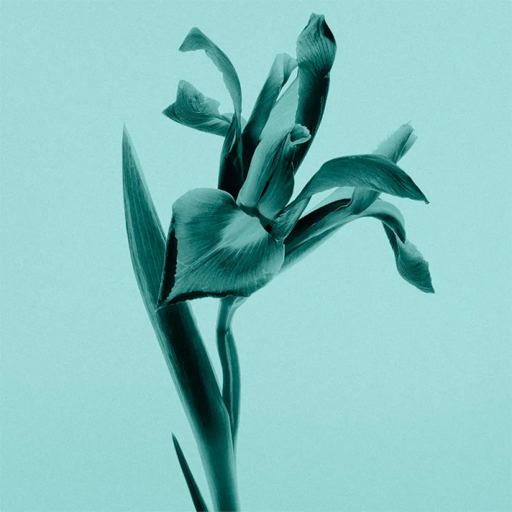 Tiffany Sheer toaletní voda 75 ml pro ženy