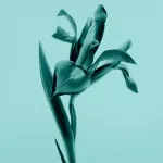 Tiffany Sheer toaletní voda 75 ml pro ženy