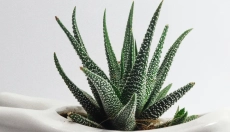 Boj s parazity pomocí osvědčených babských rad