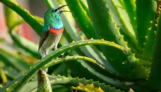 Jak využít aloe vera ve vaší každodenní péči