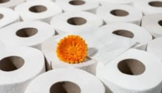 Bambusový toaletní papír mění přístup k hygieně