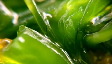 Chlorophyll pomáhá detoxikovat a regenerovat tělo