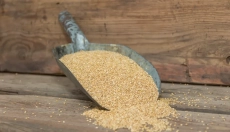 Zdraví a ekologie jdou ruku v ruce s cirokem