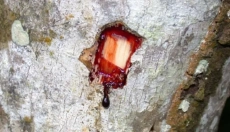 Objevte tajemství léčivé síly dračí krve