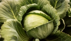 Podpořte své zdraví pomocí indol 3 karbinolu