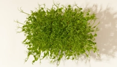 Zázračné účinky irského mechu na lidské tělo