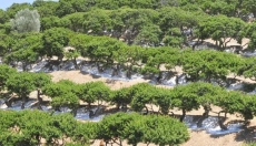 Jak masticha posiluje váš imunitní systém a zdraví