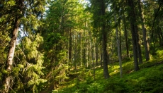 Růžový šum přináší klidnější mysl a hlubší spánek